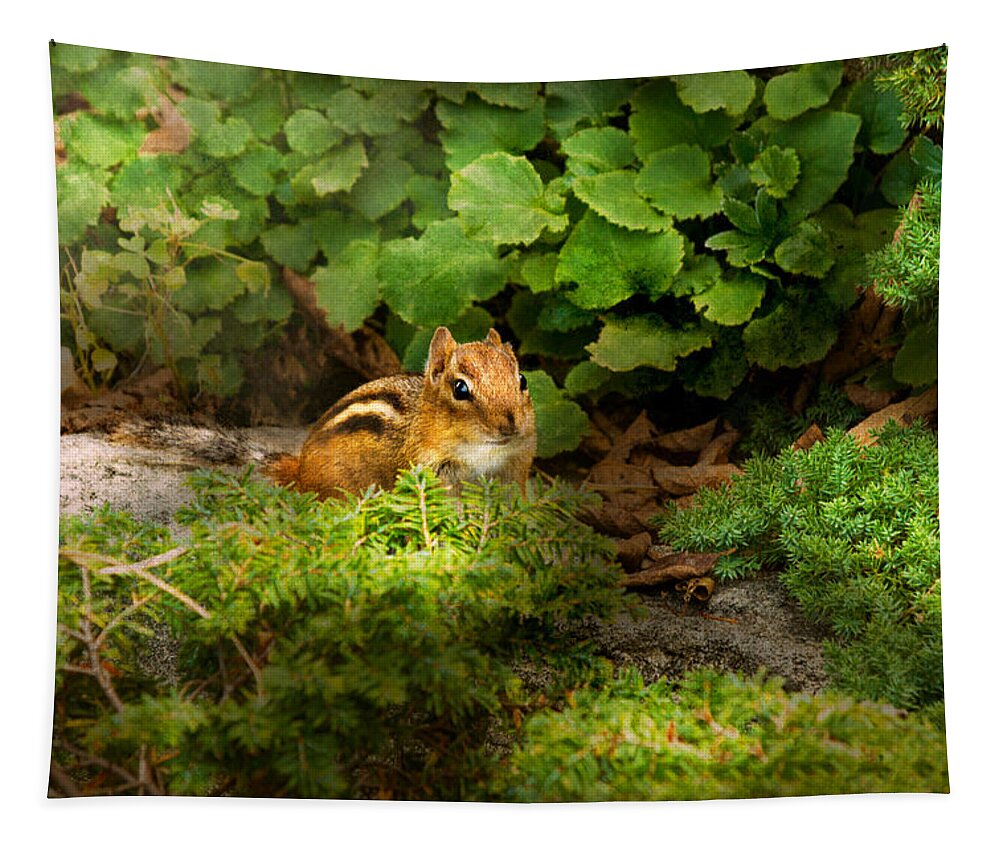 Chipmunk Tapestry featuring the photograph Chipmunk - What a cutie by Mike Savad