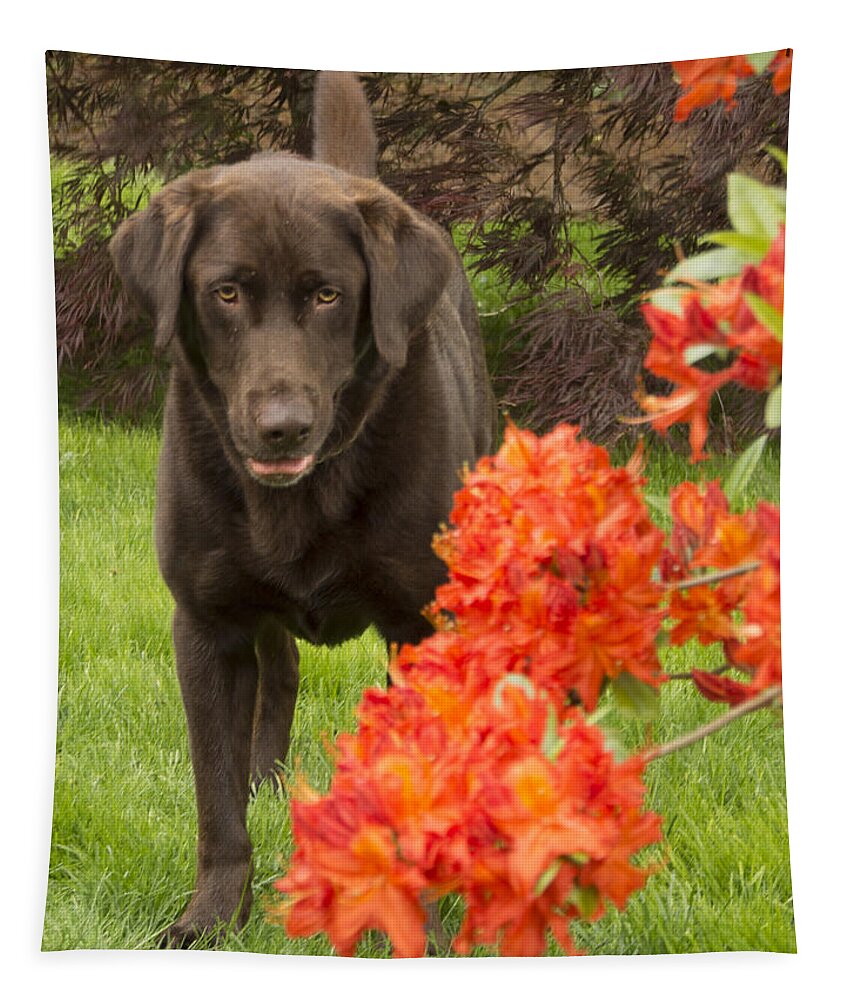 Lab Tapestry featuring the photograph Chocolate Lab in Azaleas by Jean Noren