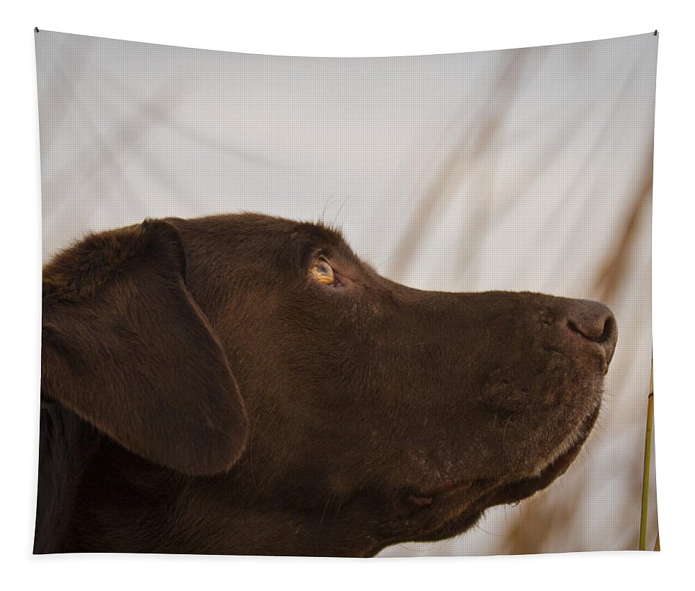 Chocolate Labrador Retriever Tapestry featuring the photograph Chocolate Lab Watching the sky by Jean Noren