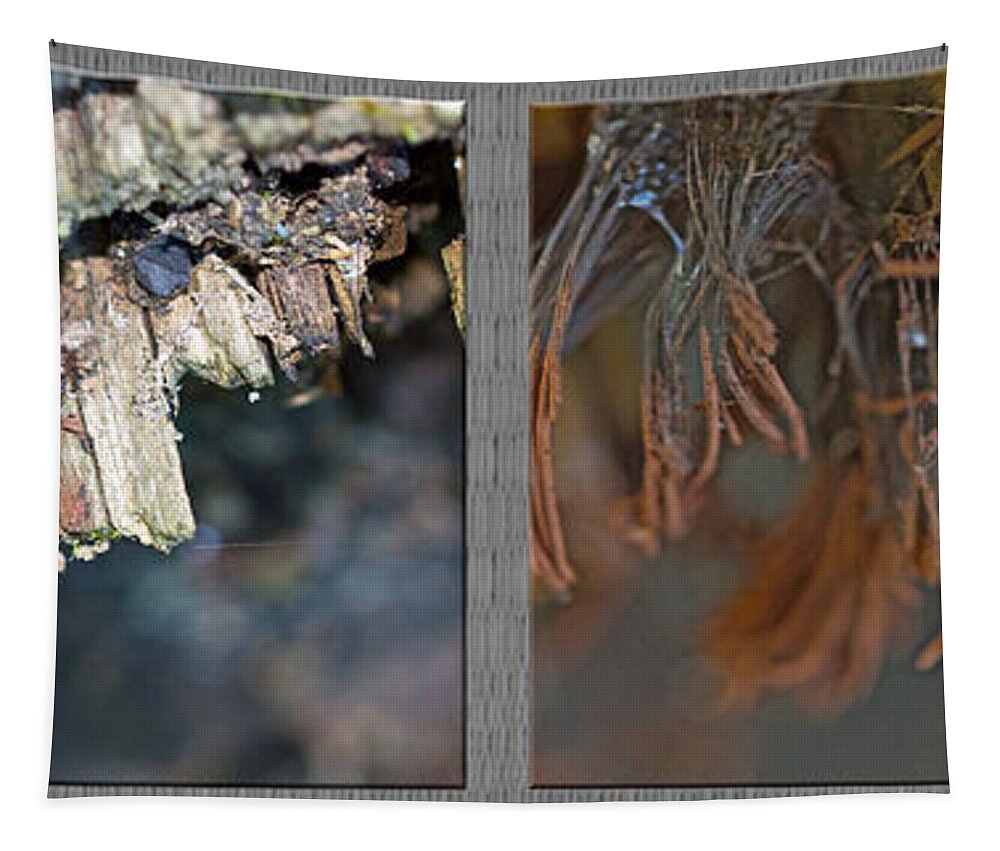 chocolate Tube Slime Mold Tapestry featuring the photograph Chocolate Tube Slime Mold - Stemonitis splendens by Carol Senske