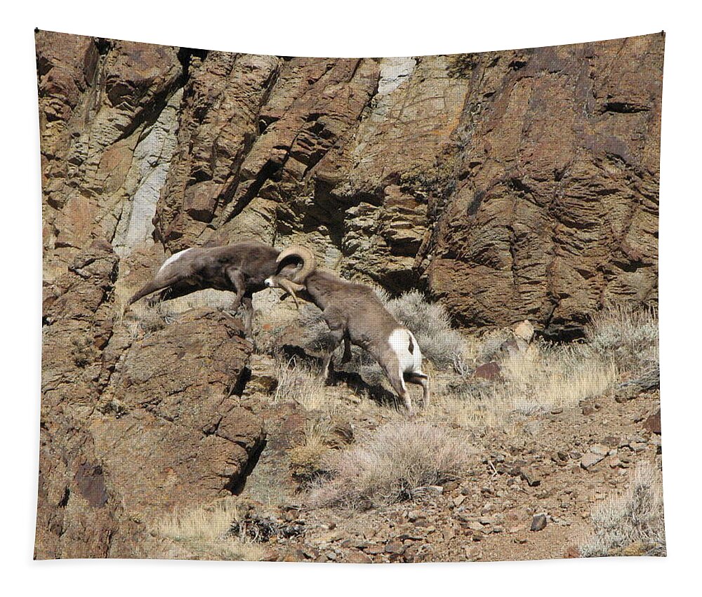 Rocky Moutain Bighorn Rams Tapestry featuring the photograph Clash of the Titans by Darcy Tate