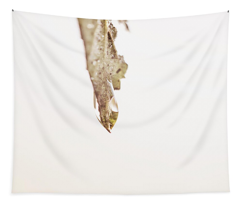 Leaf Tapestry featuring the photograph Claw by Sue Capuano