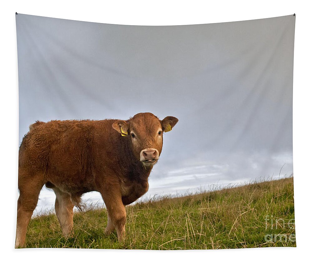 Ireland Digital Photographs Tapestry featuring the digital art Cliffs of Moher Brown Cow by Danielle Summa
