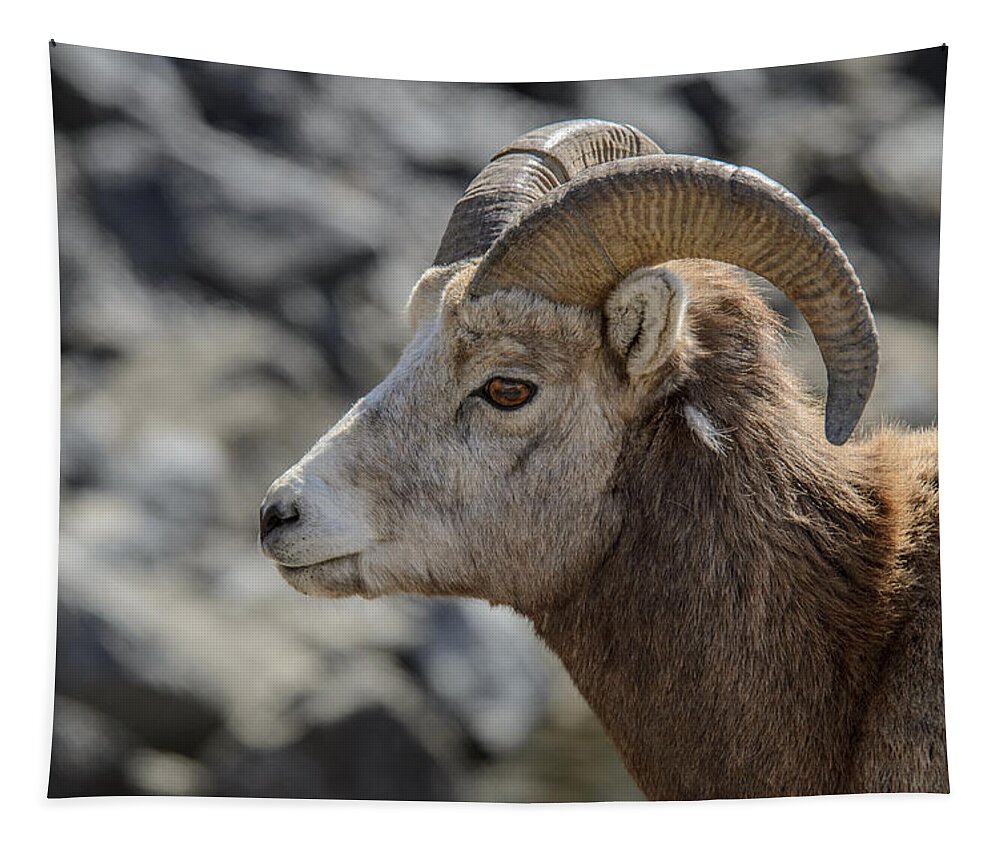 Big Horn Sheep Tapestry featuring the photograph Close Big Horn Sheep by Roxy Hurtubise