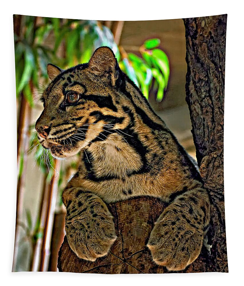 Clouded Leopard Tapestry featuring the photograph Clouded Leopard by Steve Harrington
