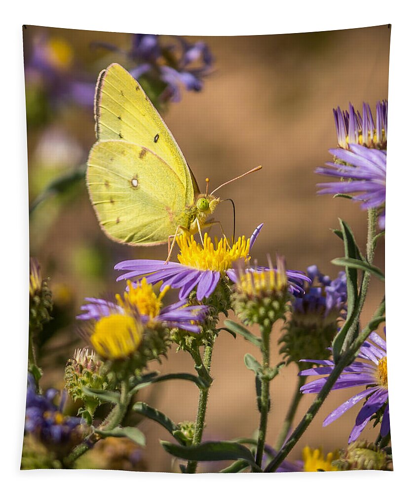Clouded Sulphur Tapestry featuring the photograph Clouded Sulphur Butterfly 4 by Ernest Echols