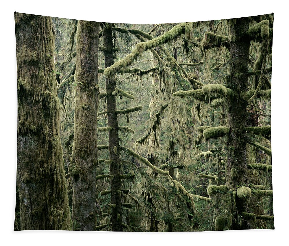 Forest Tapestry featuring the photograph Coastal Forest by Alexander Kunz