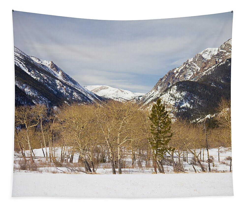 Trees Tapestry featuring the photograph Colorado Rocky Mountain Winter Horseshoe Park by James BO Insogna