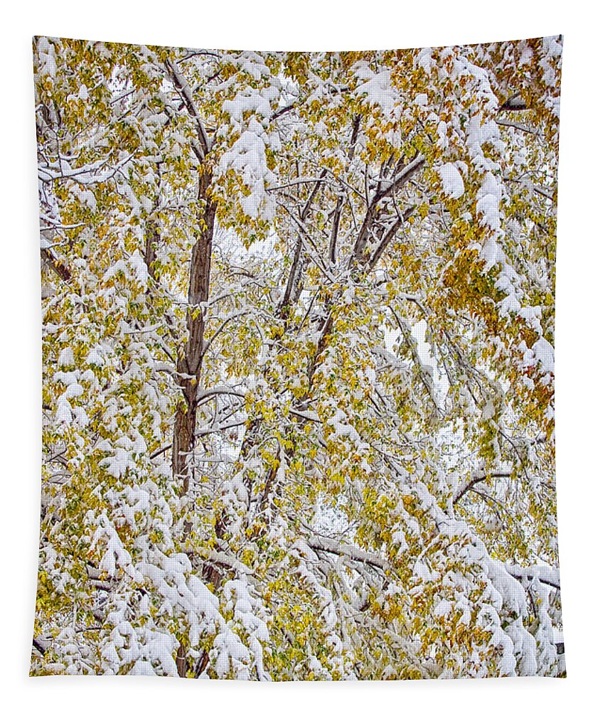 Tree Tapestry featuring the photograph Colorful Maple Tree In The Snow 2 by James BO Insogna