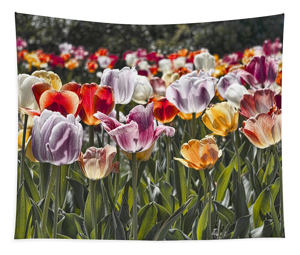 Tulip Tapestry featuring the photograph Colorful Tulips in the Sun by Sharon Popek