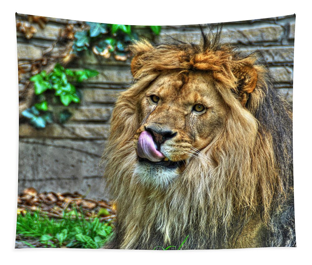 Lion Tapestry featuring the photograph Come a Lil Closer...MmmmM... by Michael Frank Jr