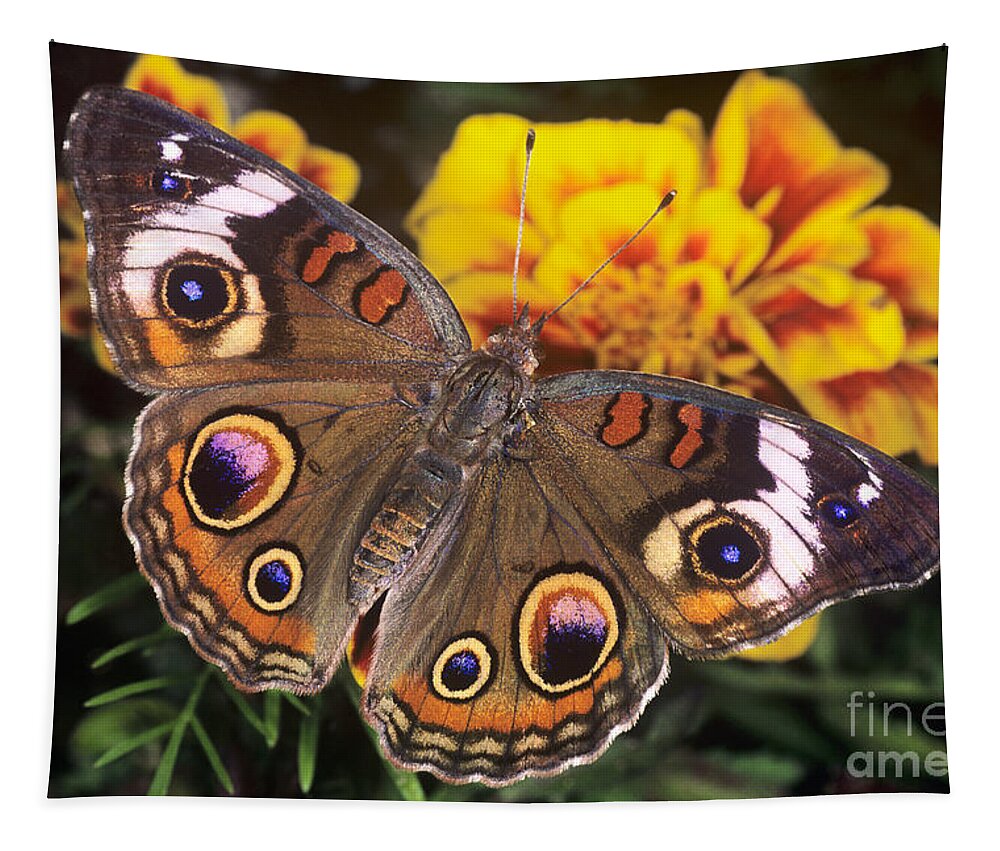 Dave Welling Tapestry featuring the photograph Common Buckeye Junonia Coenia Captive by Dave Welling