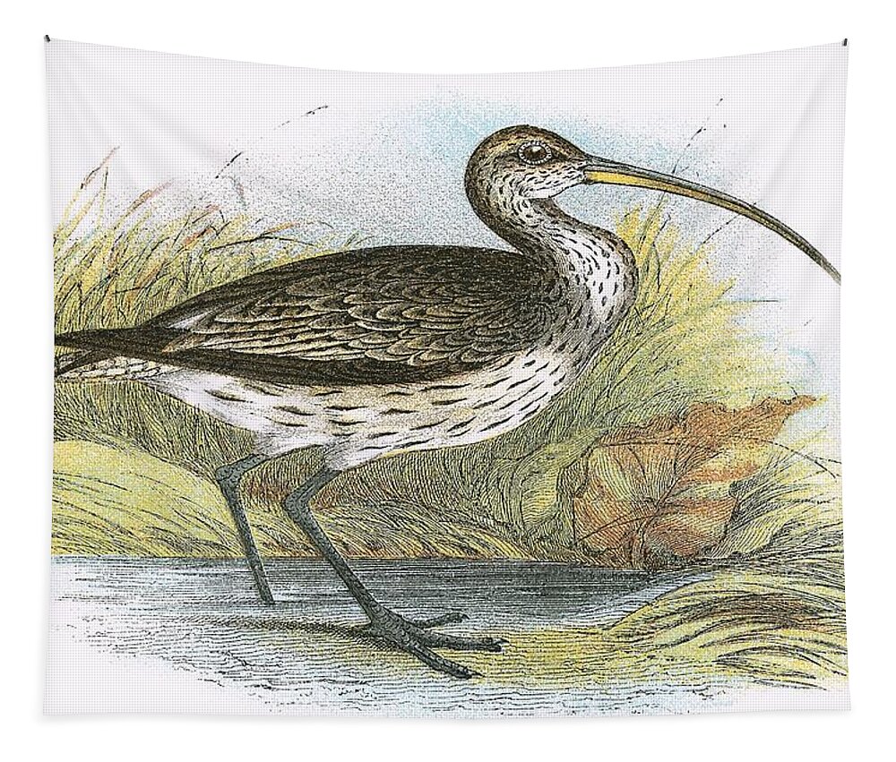 Curlew Tapestry featuring the painting Common Curlew by English School