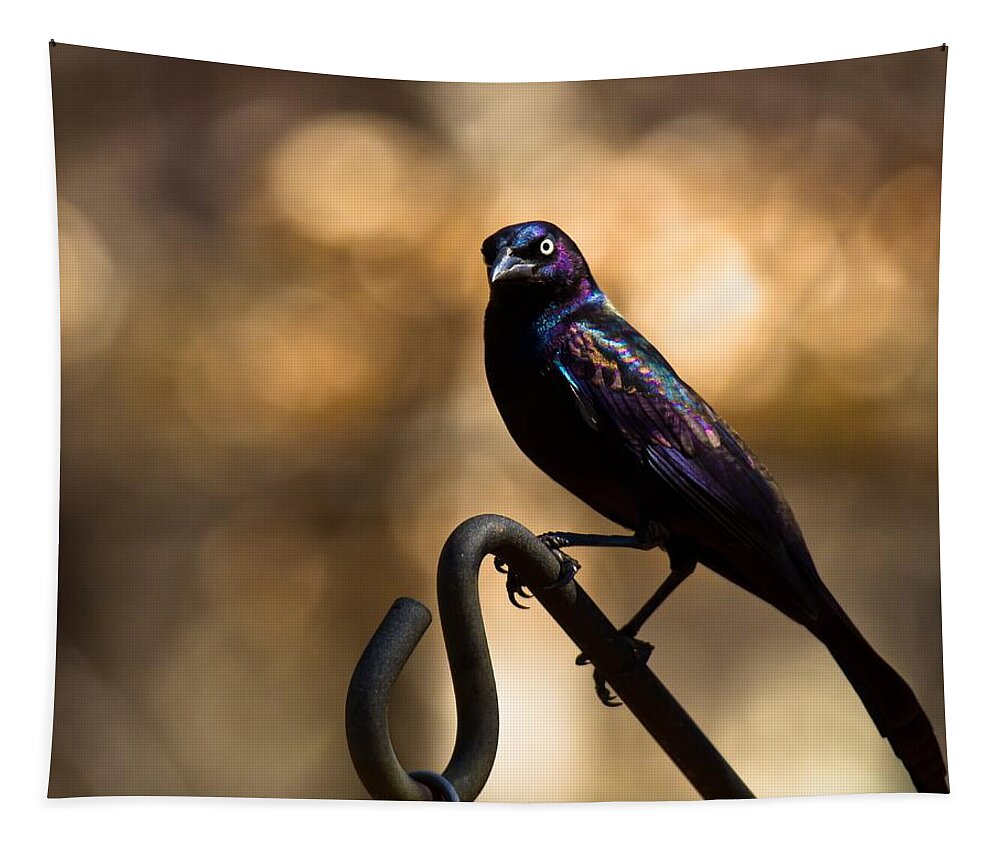 Common Grackle Tapestry featuring the photograph Common Grackle by Robert L Jackson