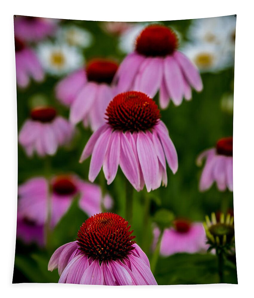 Art Tapestry featuring the photograph Coneflowers in Front of Daisies by Ron Pate