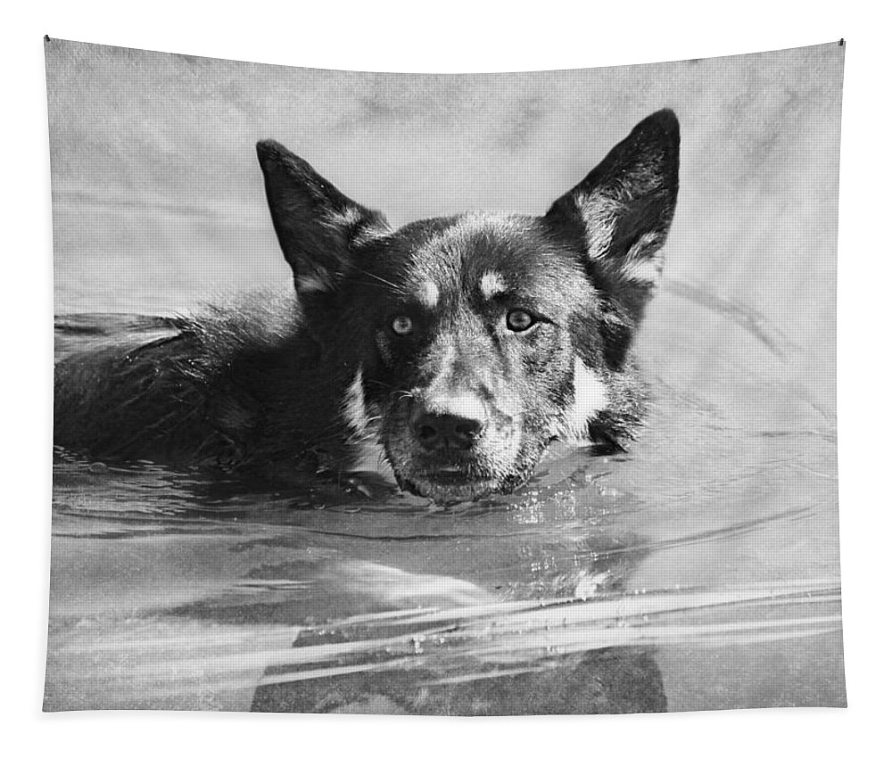 German Shepard Tapestry featuring the photograph Cool Waters by Melanie Lankford Photography
