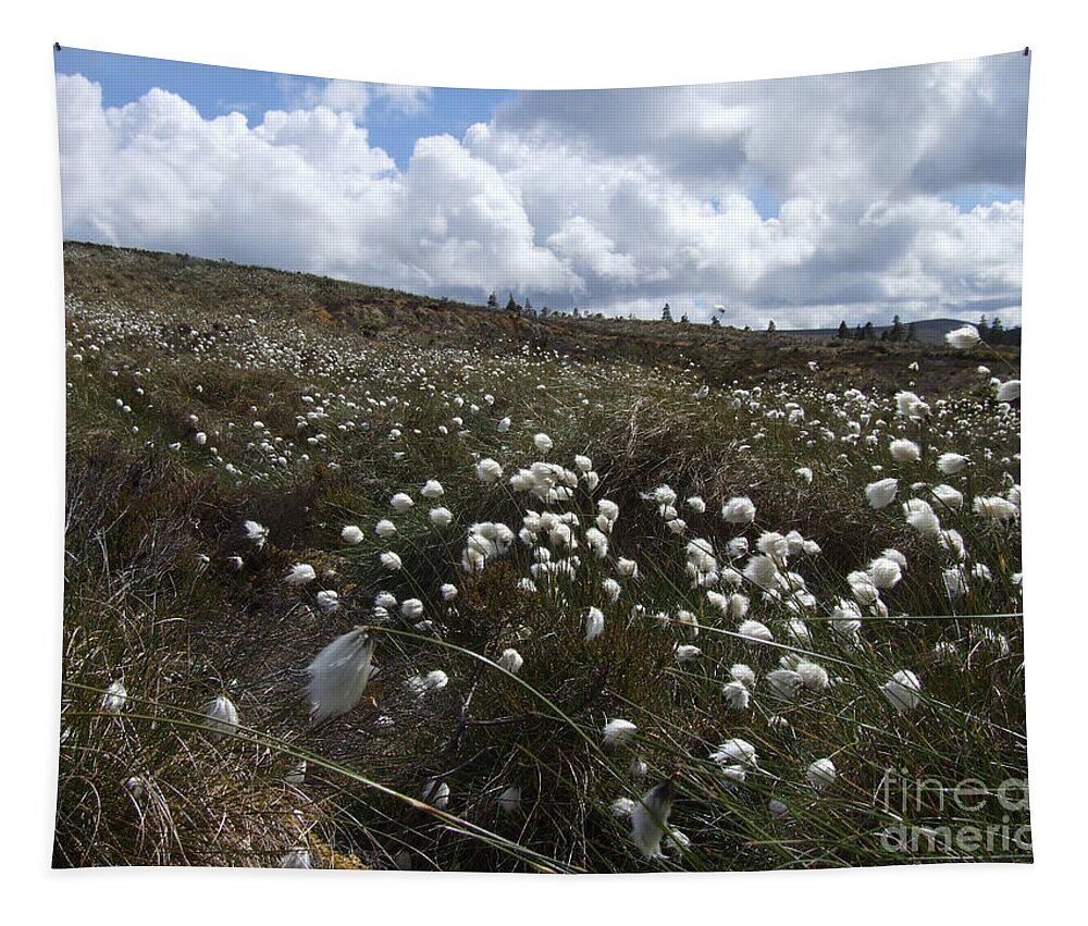Cotton Grass Tapestry featuring the photograph Cotton Grass - Hills of Cromdale - Scotland by Phil Banks
