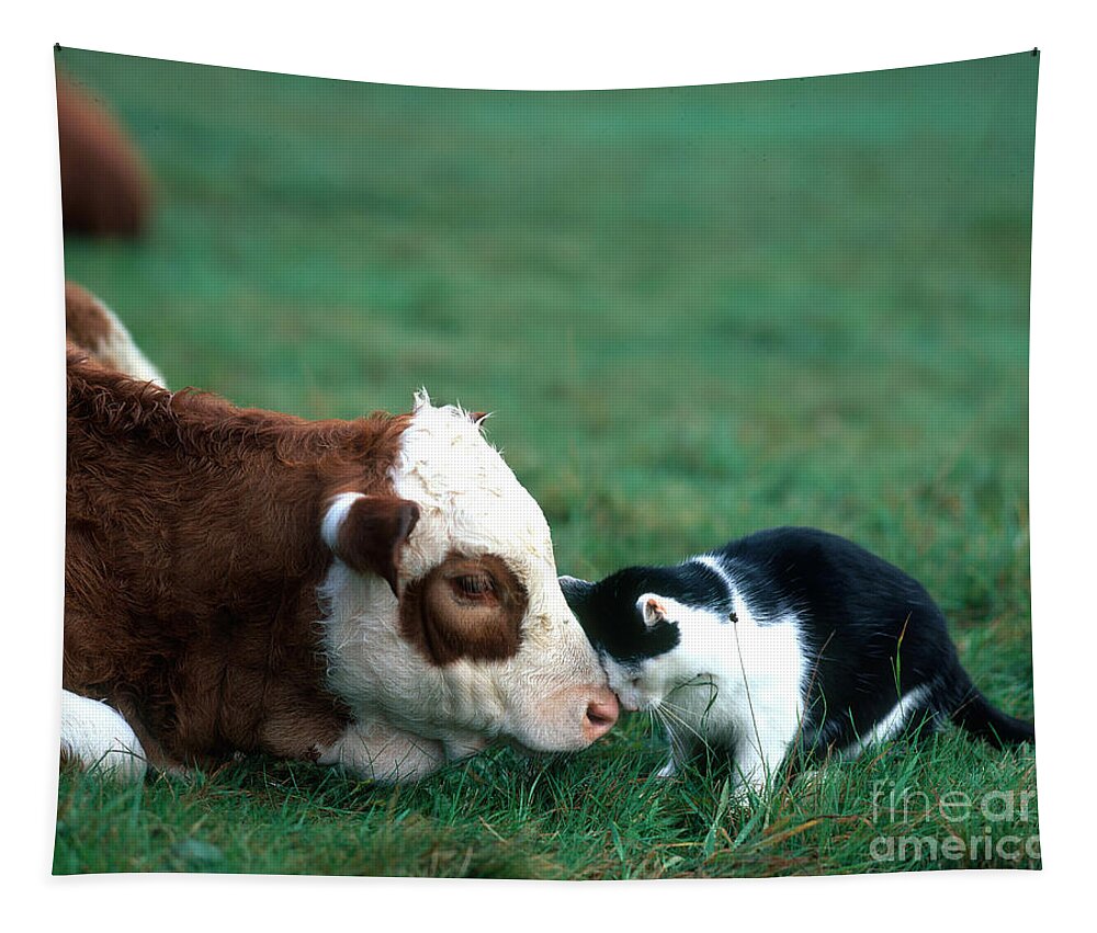 Animal Tapestry featuring the photograph Cow And Cat by Hans Reinhard