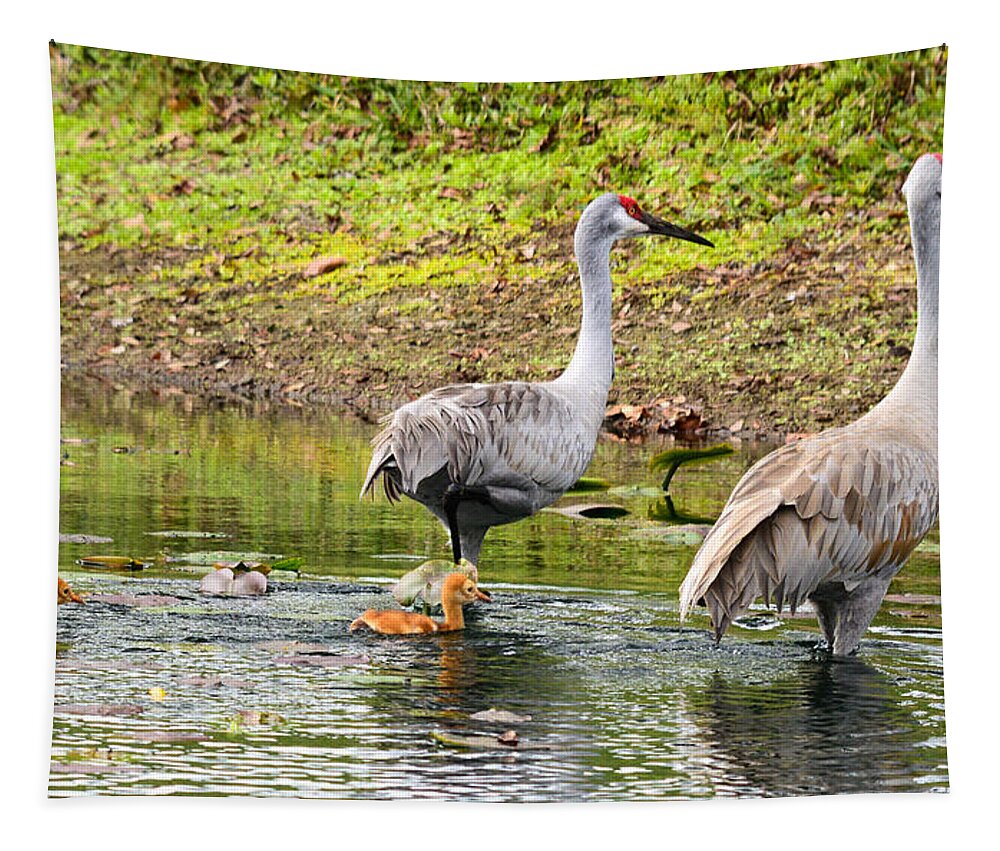 susan Molnar Tapestry featuring the photograph Crane Family Swim II by Susan Molnar