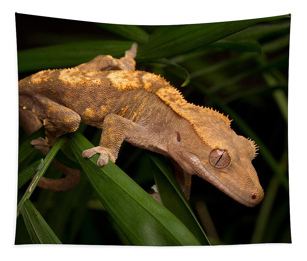 New Caledonian Crested Gecko Tapestry featuring the photograph Crested Gecko Rhacodactylus Ciliatus by David Kenny