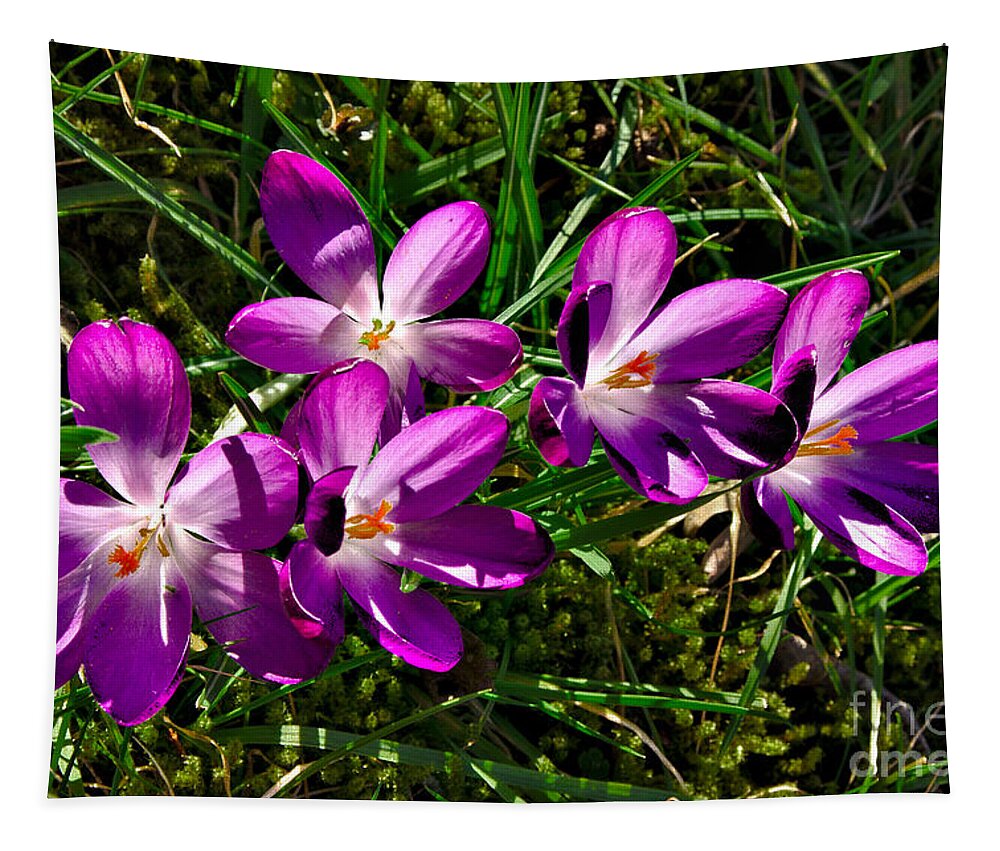 Spring Tapestry featuring the photograph Crocus in the Grass by Jeremy Hayden