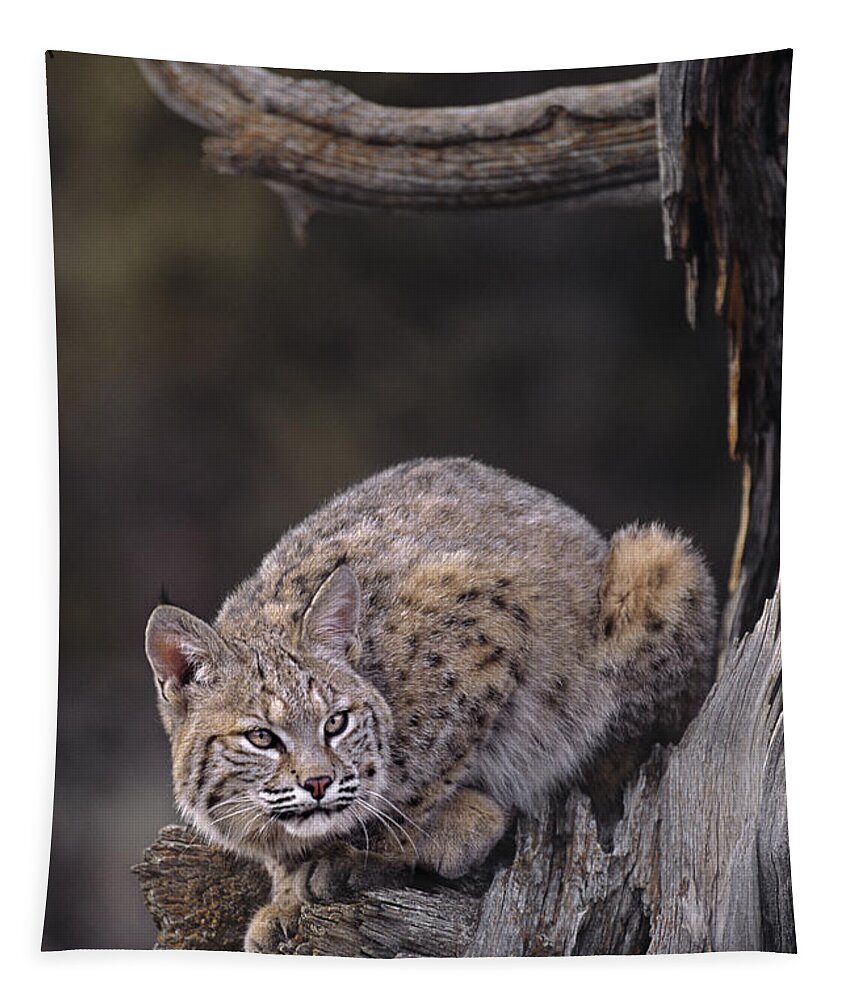 North America Tapestry featuring the photograph Crouching Bobcat Montana Wildlife by Dave Welling