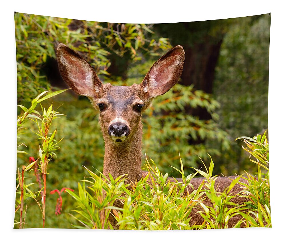 Deer Tapestry featuring the photograph Curiosity by Brian Tada