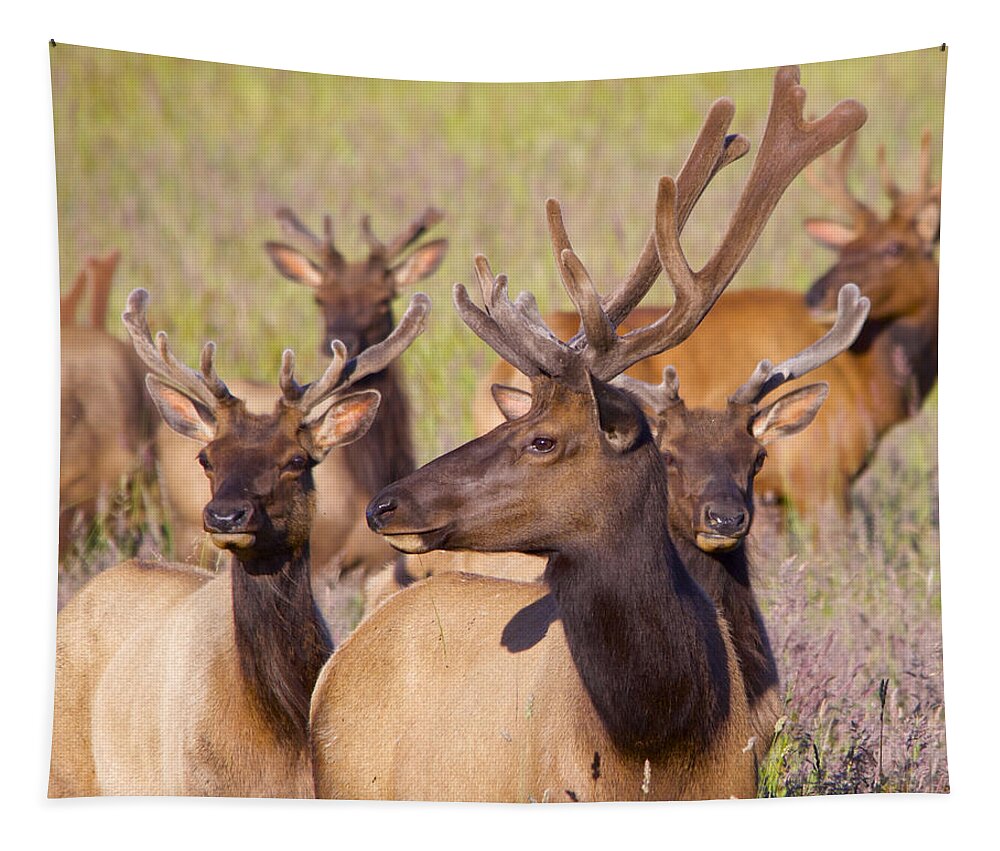 Elk Tapestry featuring the photograph Curious Bull Elk by Todd Kreuter