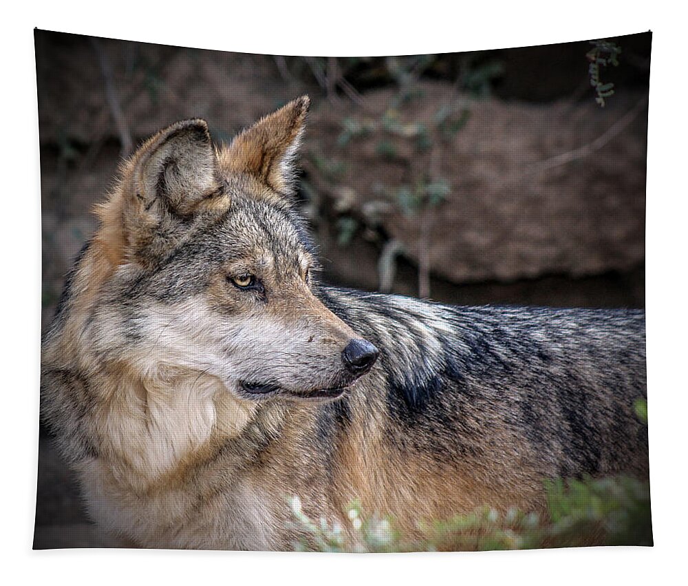 Wolves Tapestry featuring the photograph Curious Mexican Grey Wolf by Elaine Malott