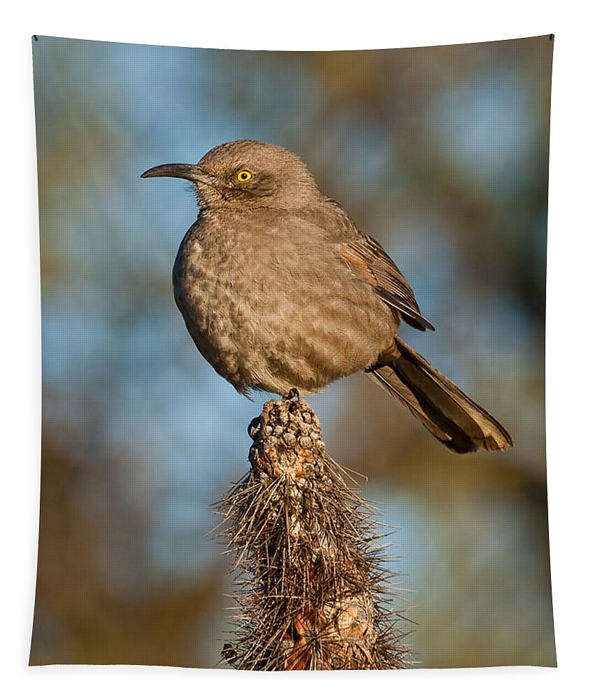 Animal Tapestry featuring the photograph Curve-Billed Thrasher on a Cactus by Jeff Goulden