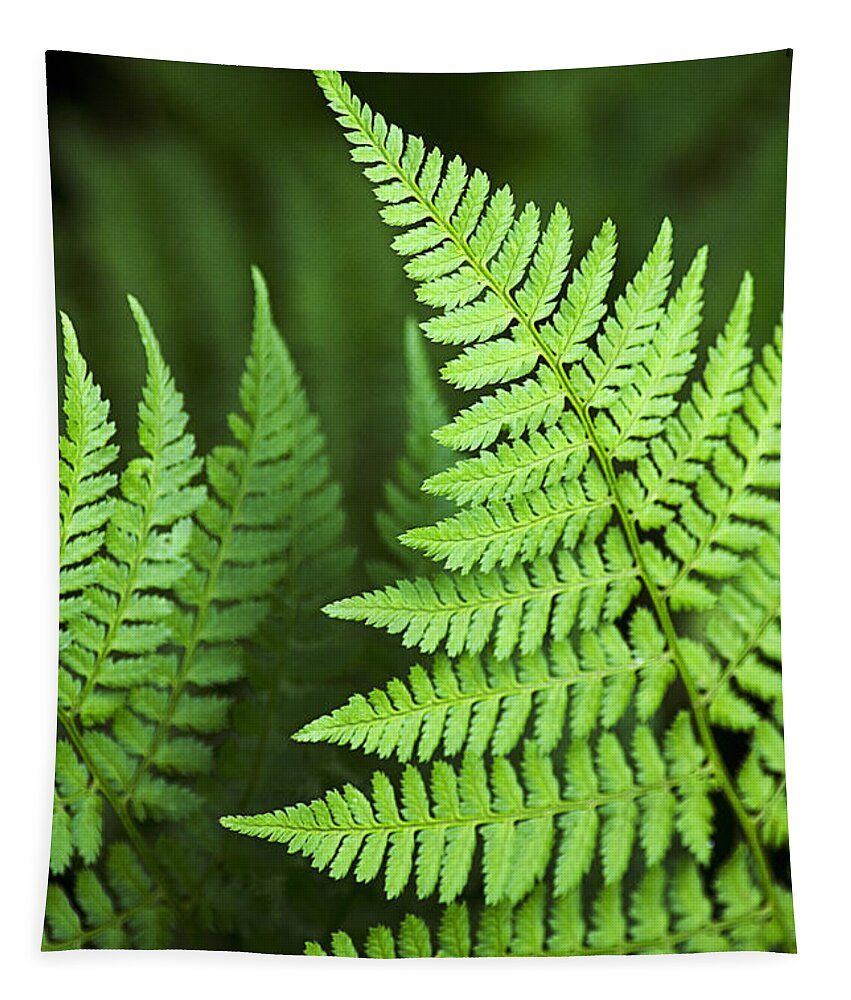 Fern Tapestry featuring the photograph Curved Fern Leaf by Christina Rollo
