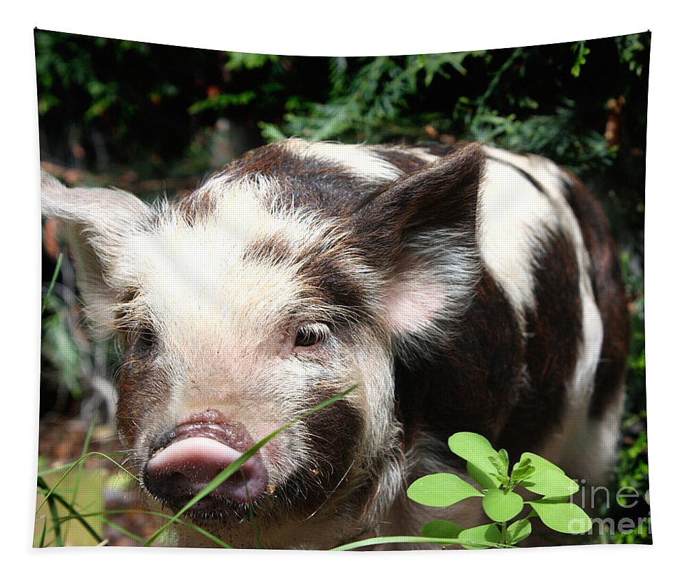 Baby Tapestry featuring the photograph Cute baby hairy piglet by Simon Bratt