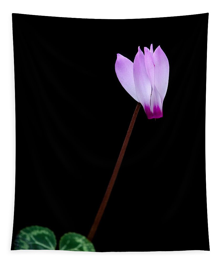 Flower Tapestry featuring the photograph Pink Cyclamen flower by Michalakis Ppalis