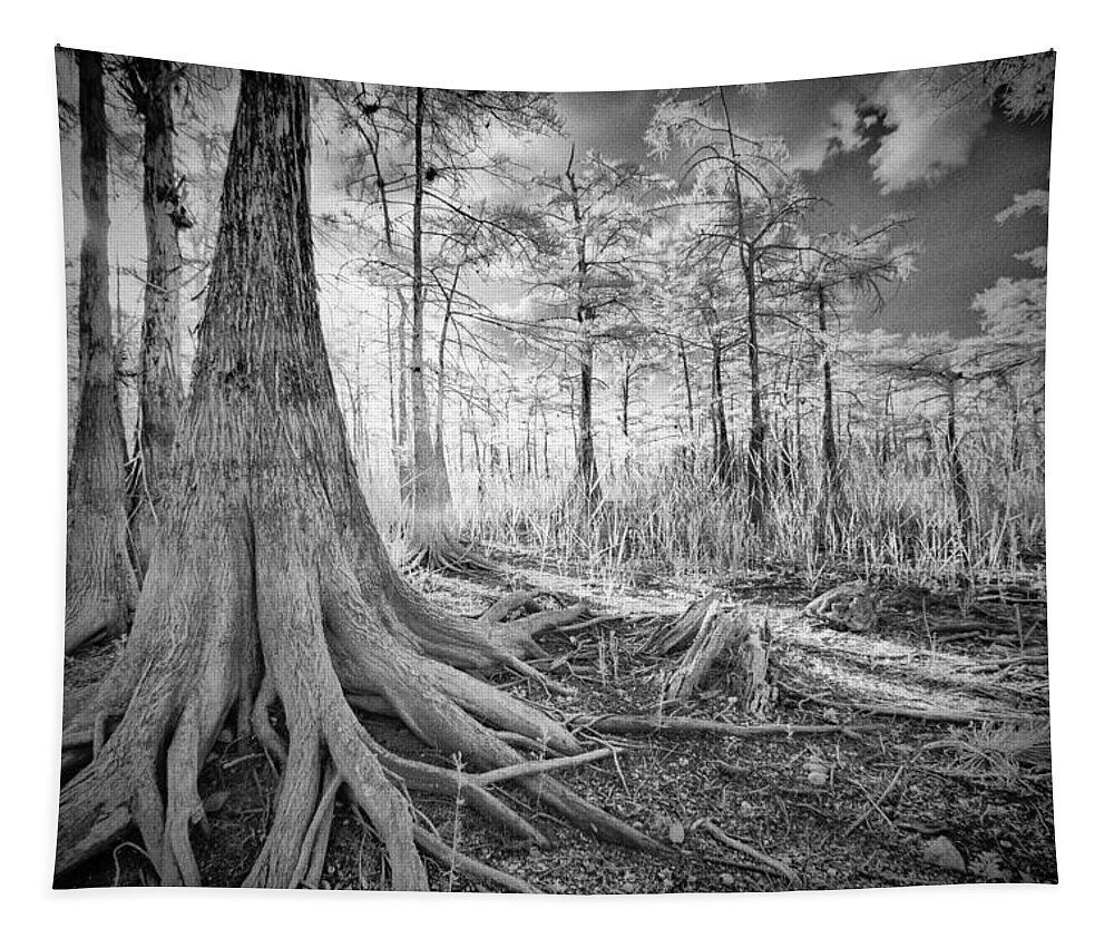 Big Tapestry featuring the photograph Cypress Roots In Big Cypress by Bradley R Youngberg