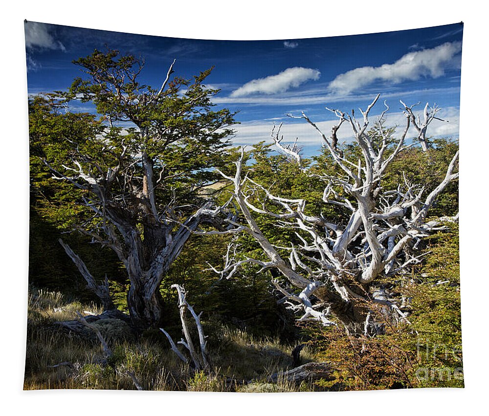 Patagonia Tapestry featuring the photograph Dead Wood by Timothy Hacker