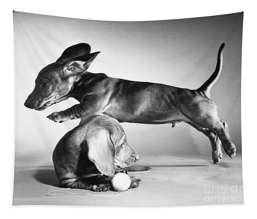Dachshund Tapestry featuring the photograph Dachshund Puppies Playing by ME Browning