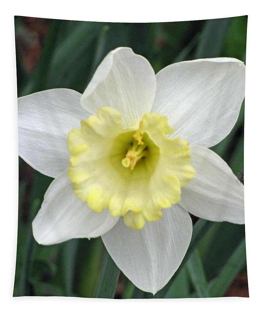 Daffodil Tapestry featuring the photograph Daffodil 06 by Pamela Critchlow