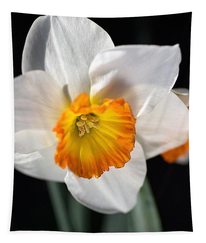 Spring Tapestry featuring the photograph Daffodil in White by Joy Watson