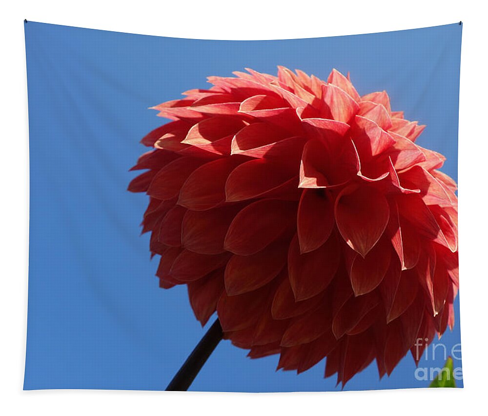 Flowing Tapestry featuring the photograph Dahlia #2 by Jacqueline Athmann