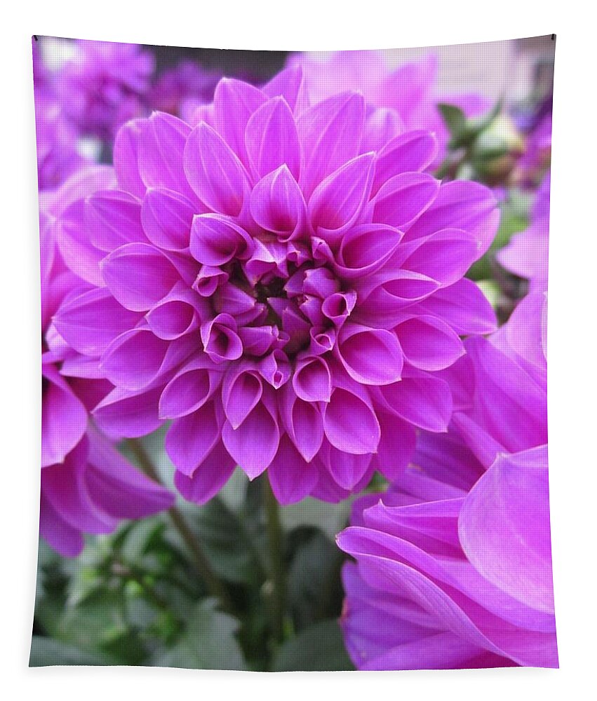 Dahlia Tapestry featuring the photograph Dahlia in pink by Rosita Larsson