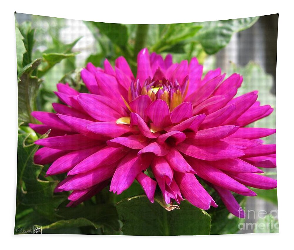 Dahlia Tapestry featuring the photograph Dahlia named Andreas Dahl by J McCombie