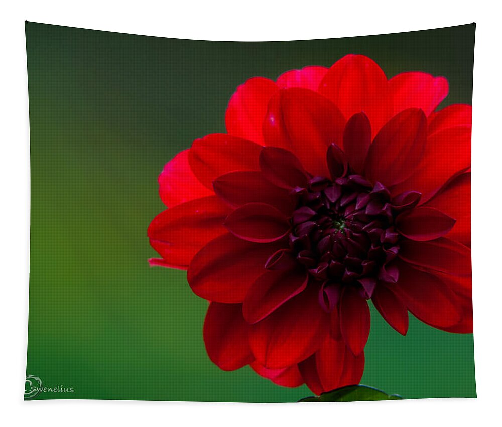 Dahlia Red Tapestry featuring the photograph Dahlia Red by Torbjorn Swenelius