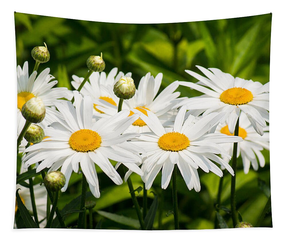 White Tapestry featuring the photograph Daisy Delight by Bill Pevlor