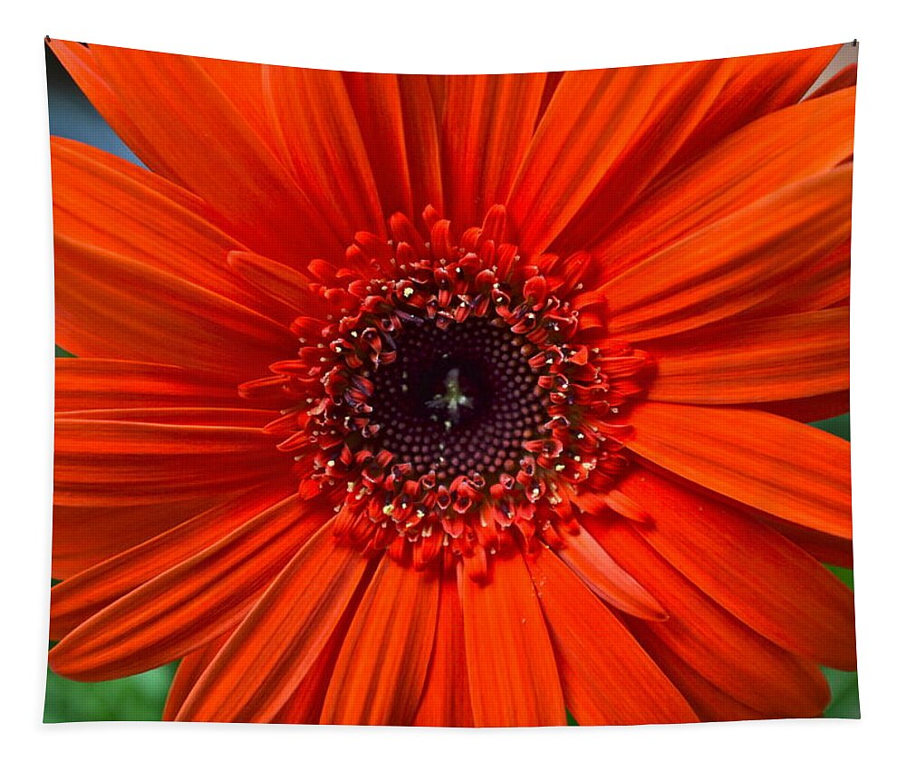 Daisy Tapestry featuring the photograph Daisy In Full Bloom by Frozen in Time Fine Art Photography