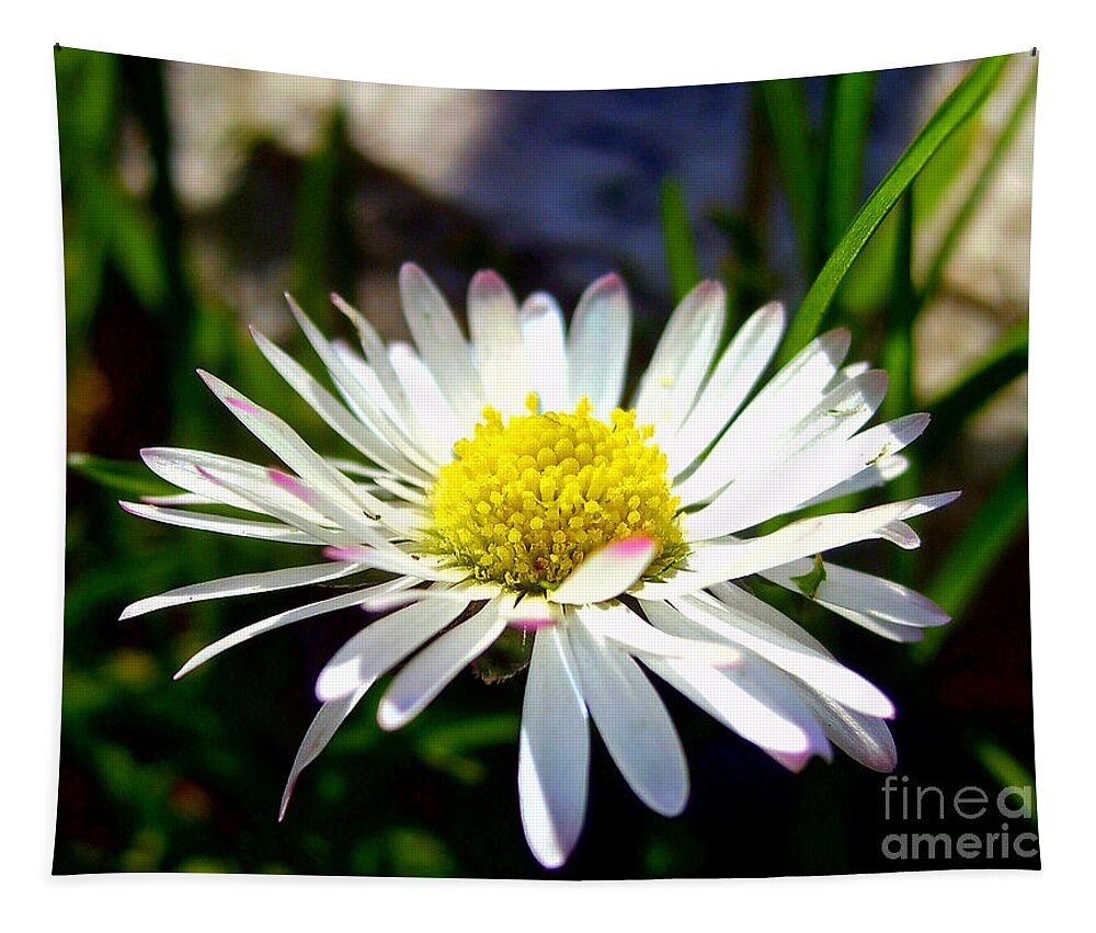 Daisy Tapestry featuring the photograph Daisy In Spring by Nina Ficur Feenan
