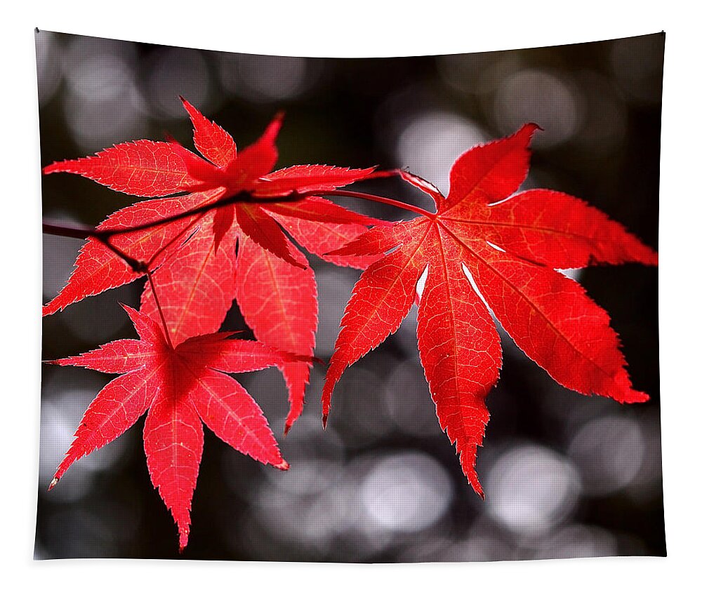 Maple Leaves Tapestry featuring the photograph Dancing Japanese Maple by Rona Black