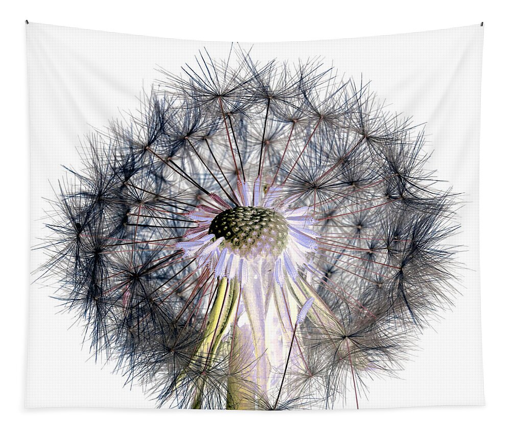 Picture Tapestry featuring the photograph Dandelion Clock No.1 by Tony Mills