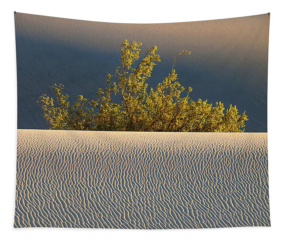 Mesquite Tapestry featuring the photograph Dawn Mesquite by Joe Schofield