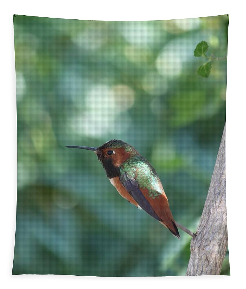 Allen's Hummingbird Tapestry featuring the photograph Dazzling Gem by Amy Gallagher