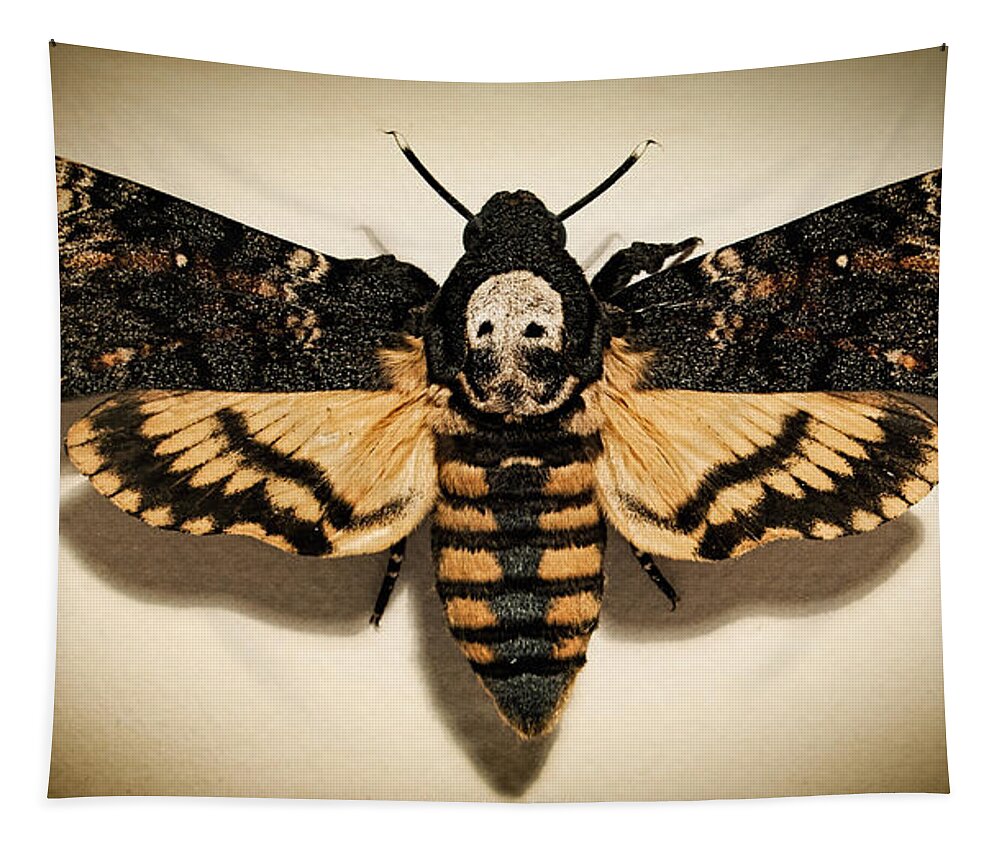 Death/'s head hawkmoth wall art Moth wall hanging